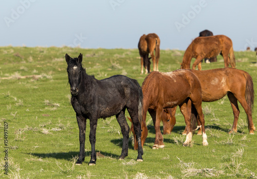 Horses in pasture on nature © schankz