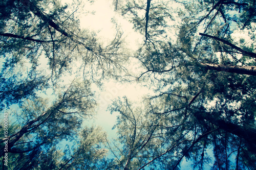 Up view Pine forest filter cool vintage style