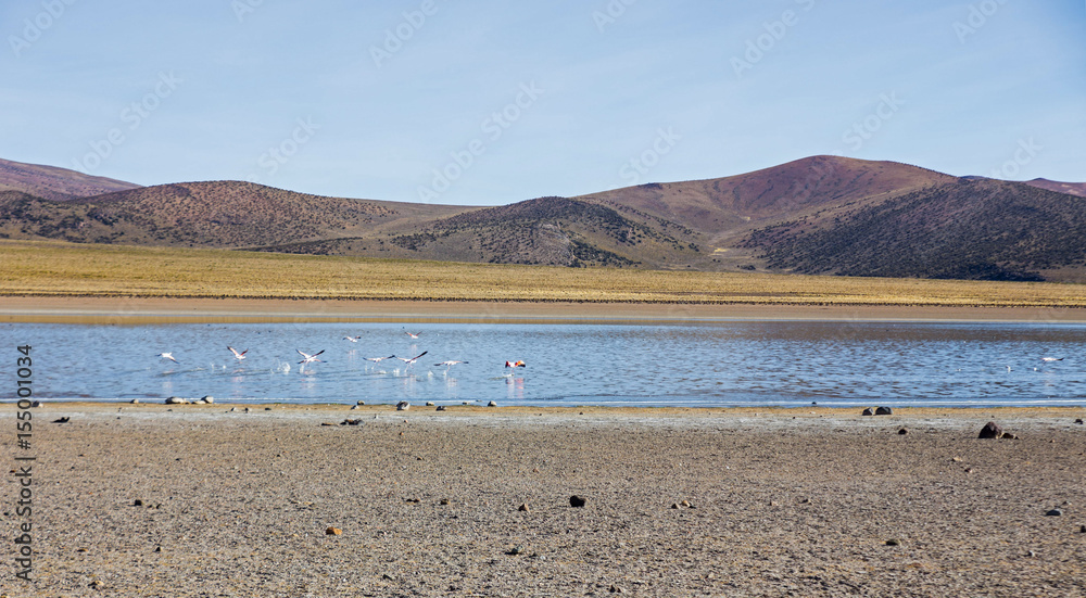 Flamingos in the lagoon Huayñacota in the Natural Park of Sajama. Bolivia- Flamingos in the lagoon Huayñacota in the Natural Park of Sajama. Bolivia-