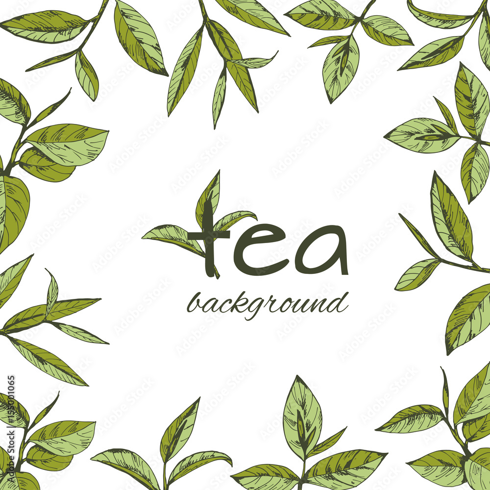 Fototapeta premium vector background with tea logo, hand-drawn leaves and branches of tea