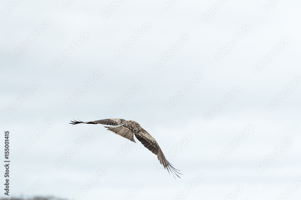 Obraz premium 獲物を狙う鳶 / 北海道