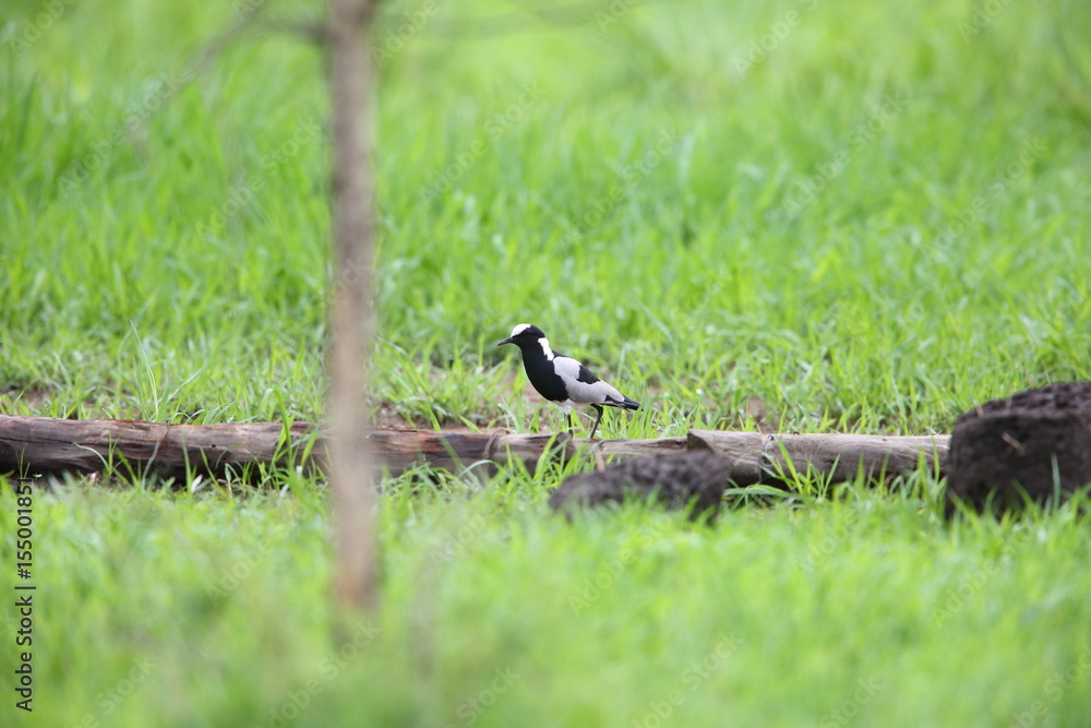 Blacksmith lapwing (Vanellus armatus) in Zambia Blacksmith lapwing (Vanellus armatus) in Zambia
