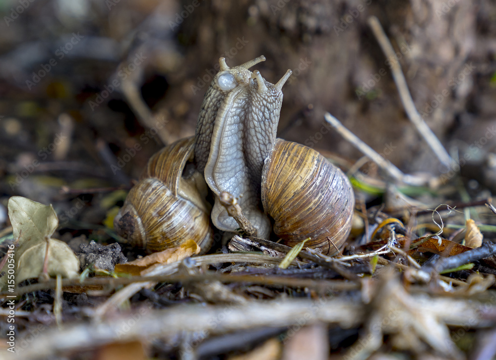 Vineyard snails (Helix pomatia) during mating Vineyard snails (Helix pomatia) during mating