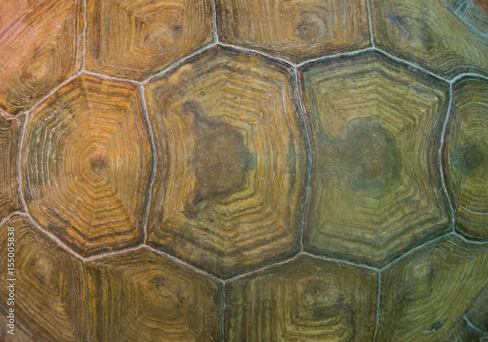 Detailed old big turtle shell pattern Detailed old big turtle shell pattern
