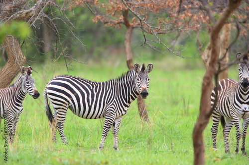 Fototapeta Naklejka Na Ścianę i Meble -  Plains zebra (Equus quagga) in Zambia