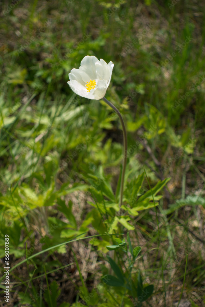 Half-opened white flower of Anemone sylvestris in the grass Half-opened white flower of Anemone sylvestris in the grass
