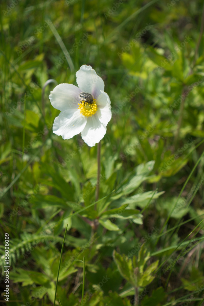 Fototapeta premium Single white flower of snowdrop anemone in the grass with insect on it