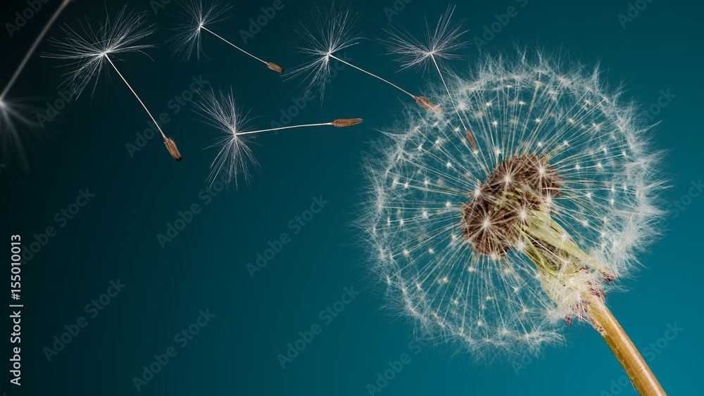 Obraz premium Zbliżenie nasion mniszka lekarskiego na niebieskim tle naturalnych