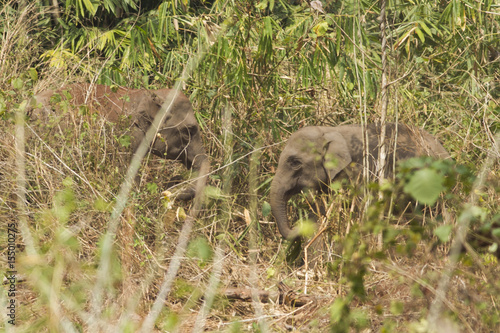 Young wild elephants playing near a forest.