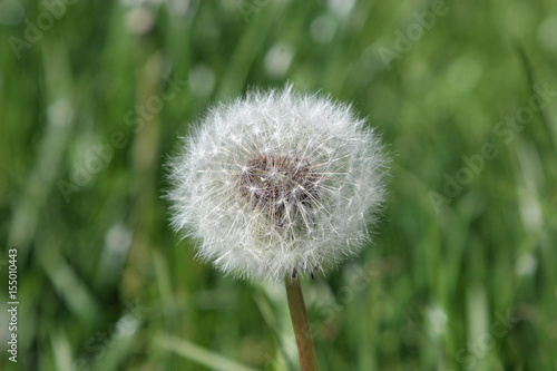 Dandelion