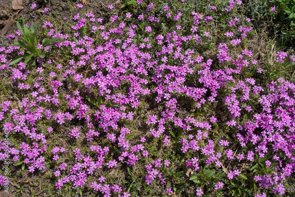 Flowering cushion of Phlox subulata in spring Flowering cushion of Phlox subulata in spring