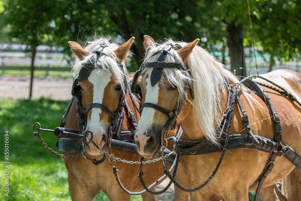 Obraz premium Two Haflinger horses ready for the carriage
