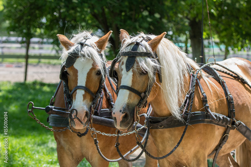 Two Haflinger horses ready for the carriage