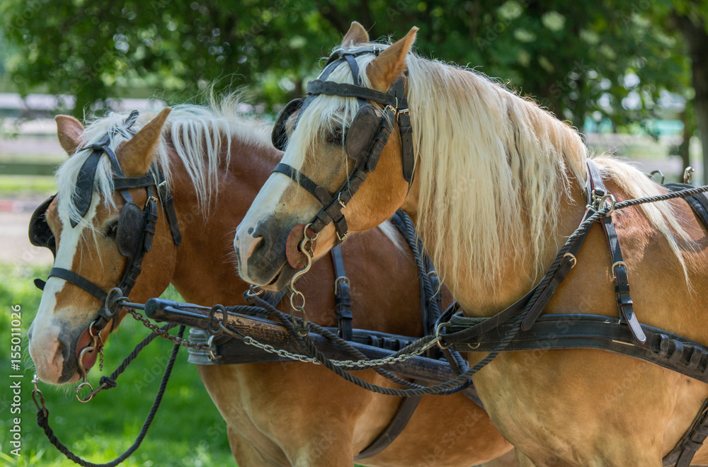 Two Haflinger horses ready for the carriage Two Haflinger horses ready for the carriage