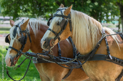 Two Haflinger horses ready for the carriage