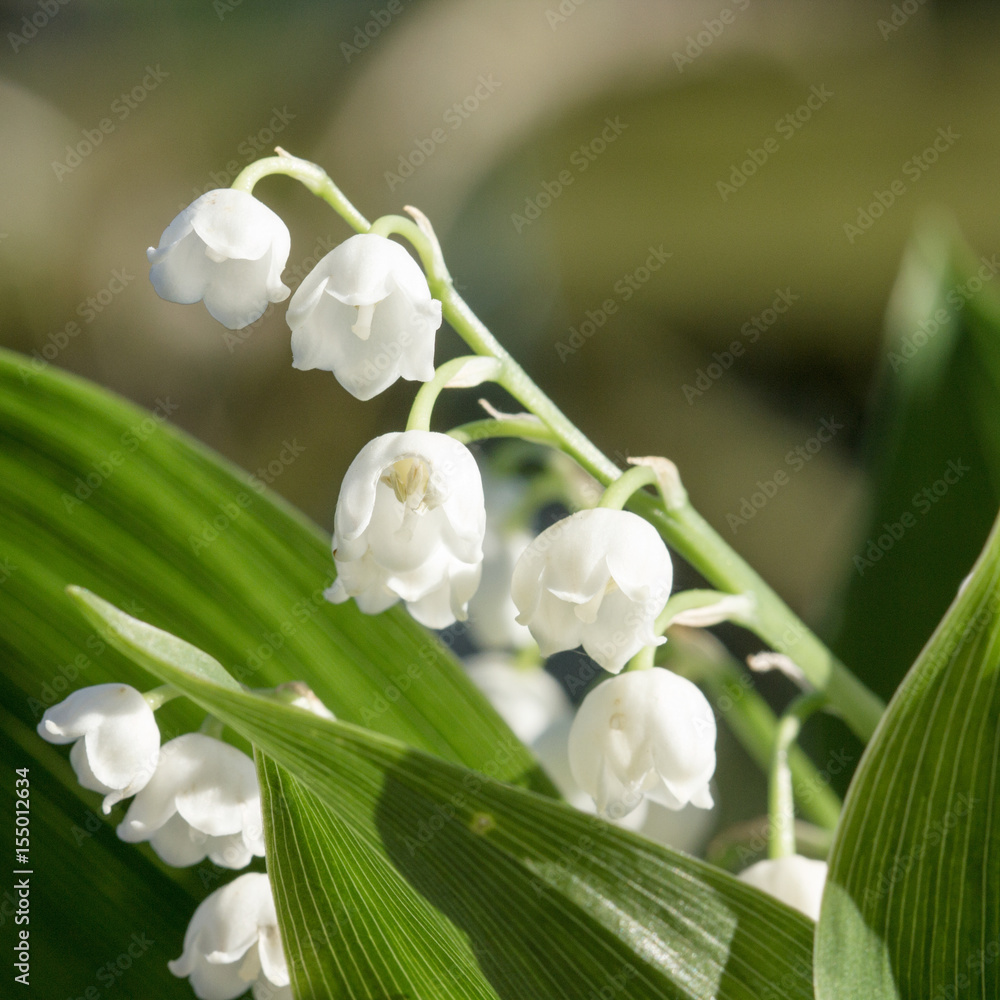 lily of the valley - convallaria majalis lily of the valley - convallaria majalis