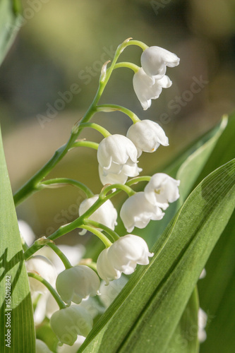 lily of the valley - convallaria majalis
