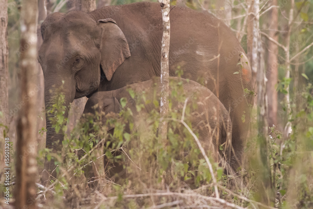 Mother elephant and her baby looking for foods near forest border. It is dangerous to get too close to elephants while they have baby nearby