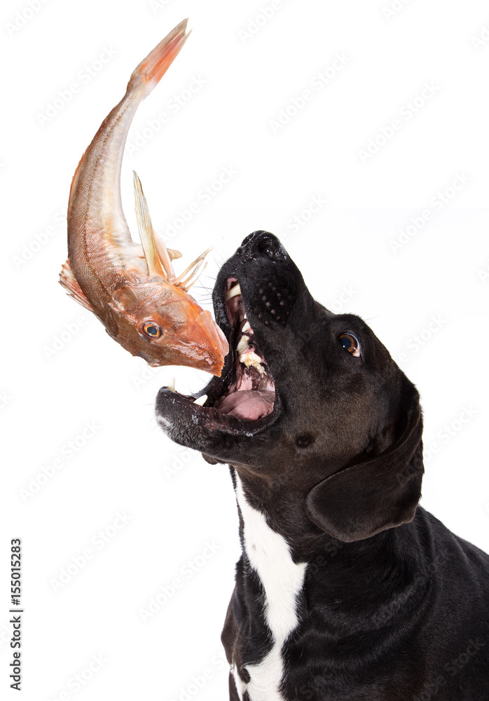 Dogs eating shop raw fish