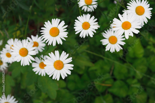 Beautiful white camomile flower background