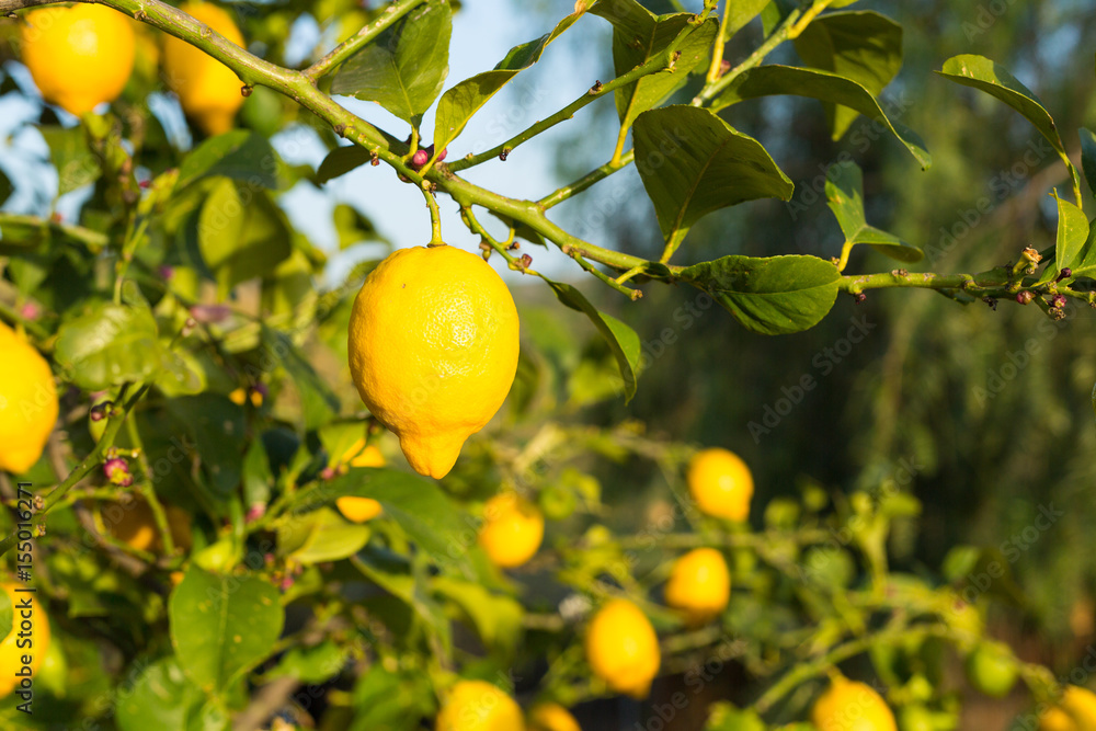 Lemon tree closeup