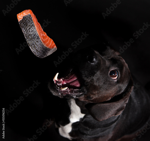 Black dog eating raw salmon steak. photo