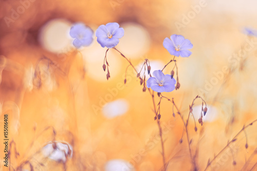 Flowers of flax with a gentle tone and soft focus.Selective focus photo