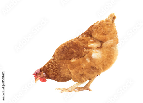 brown chicken feeding isolated white background