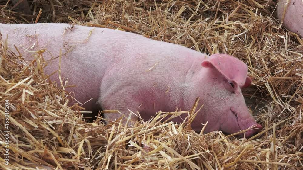 young pigs sleeping after sucking in shed, piglets in barn hay young pigs sleeping after sucking in shed, piglets in barn hay
