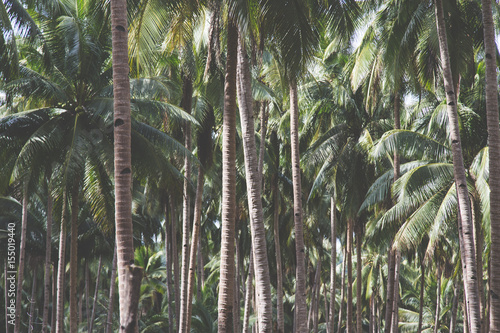 Coconut palm trees on tropical beach vintage nostalgic film color filter stylized and toned.