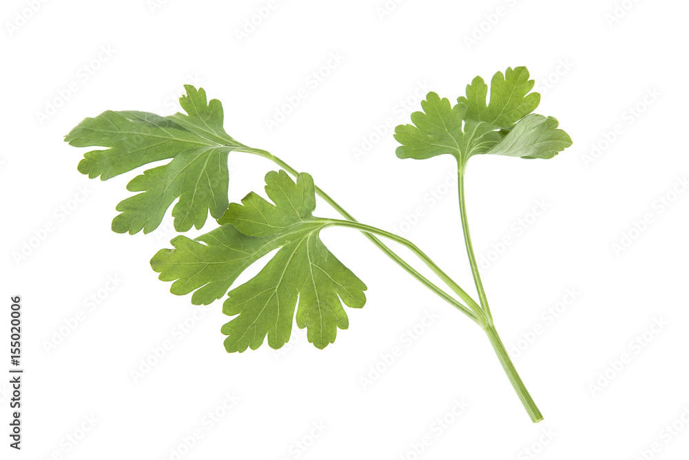 Parsley isolated on white background Parsley isolated on white background