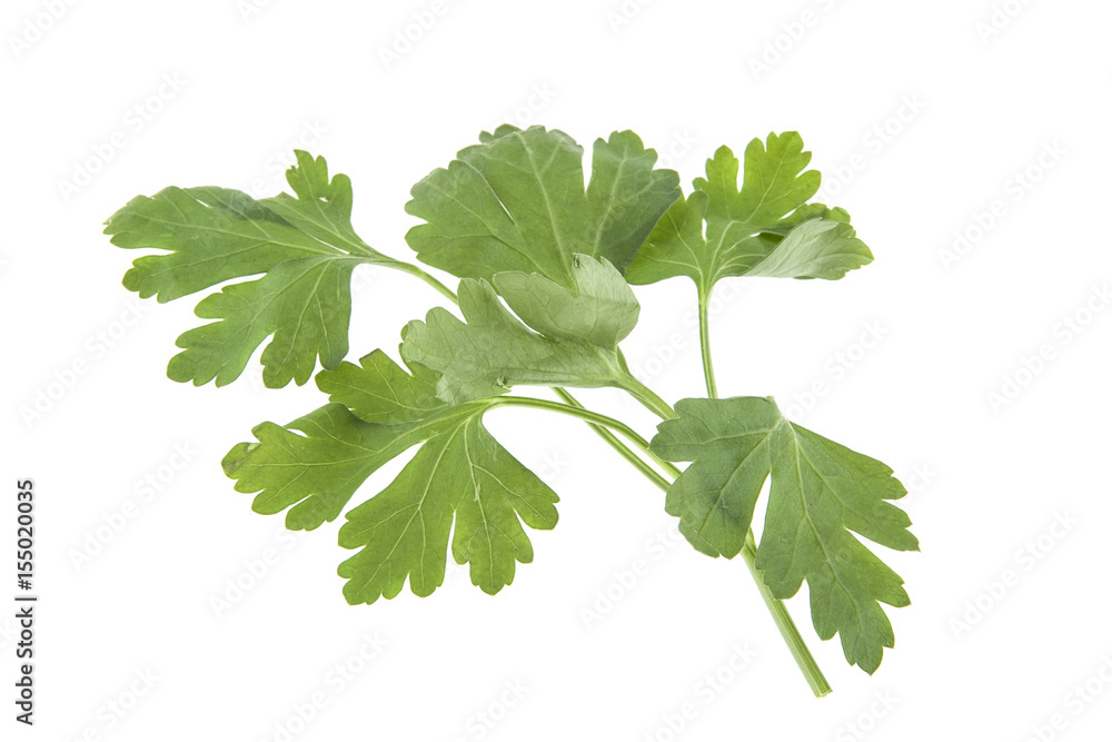 Parsley isolated on white background Parsley isolated on white background