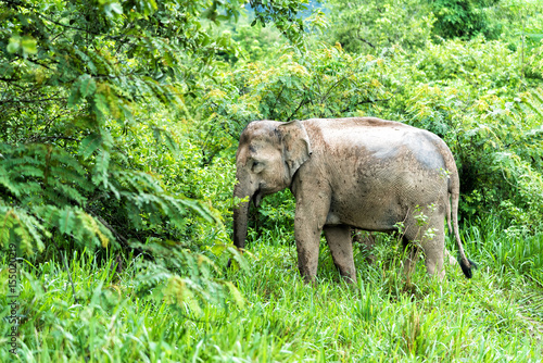 Asian Elephant in the wild life. Kuiburi National Park. Thailand.