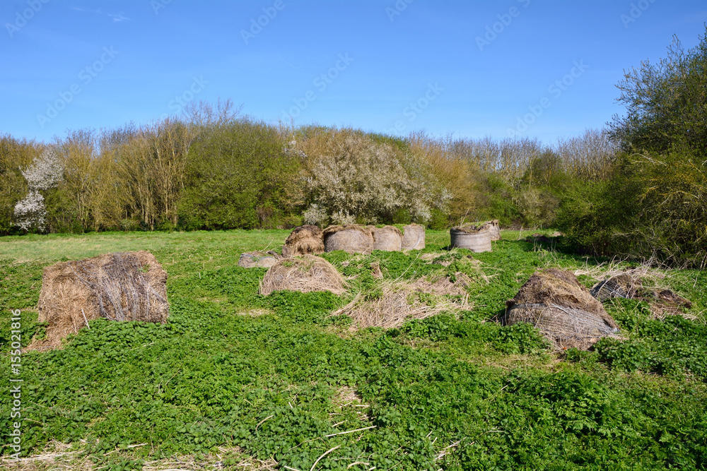 Hay Bales in field