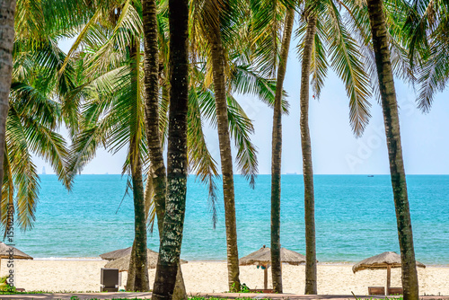 coconut trees on the sunny tropical beach © Amy Lv