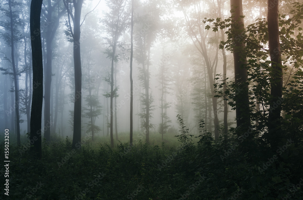 misty natural fantasy forest background