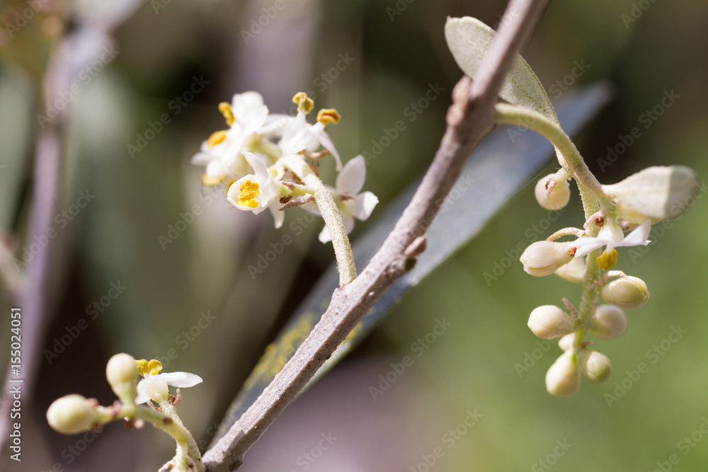 開花したオリーブ
