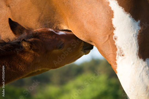 Fototapeta Naklejka Na Ścianę i Meble -  Hengstfohlen beim trinken 