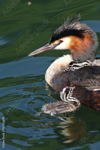 Great crested grebes, Podiceps cristatus, with baby chicks swimming in their natural habitat