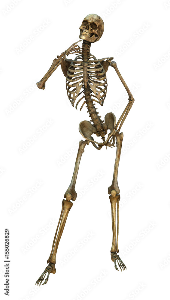 3D Rendering Human Skeleton on White 3D Rendering Human Skeleton on White