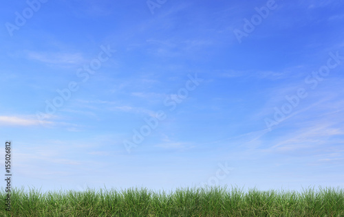 Grass isolated against the blue sky.