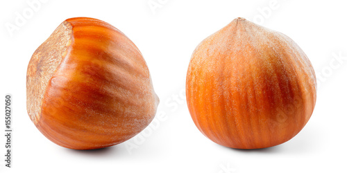 Hazelnut. Fresh organic filbert isolated on white background. Nut macro. With clipping path. Collection.
