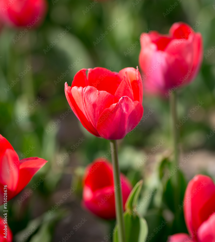 Beautiful red tulips in nature Beautiful red tulips in nature