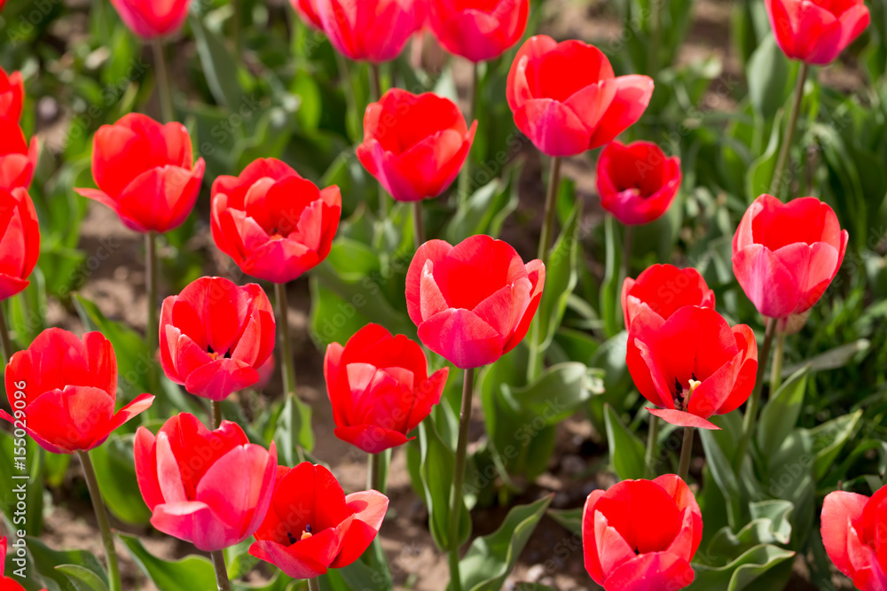 Fototapeta premium Beautiful red tulips in nature