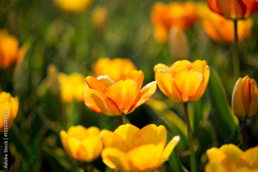 Beautiful yellow tulips in nature