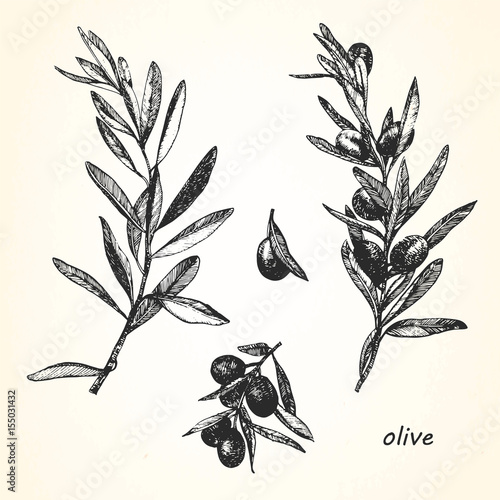 Hand-drawn illustration of Olive. Vector