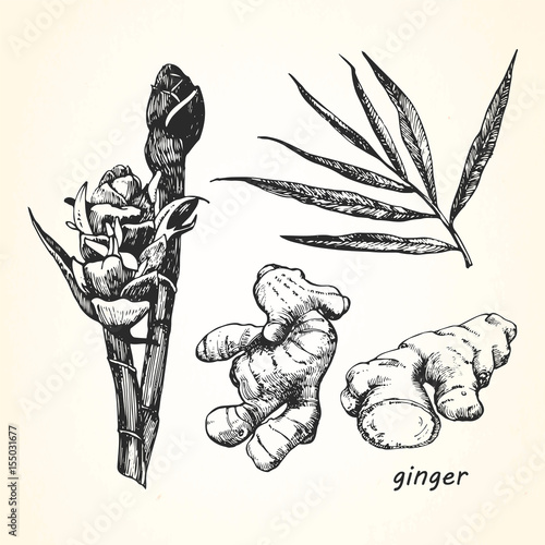 Hand-drawn illustration of Ginger. Vector