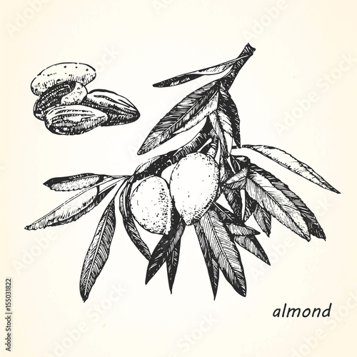 Hand-drawn illustration of Almond. Vector