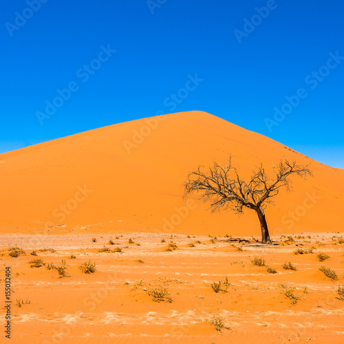 Dead Camelthorn Trees and red dunes in Sossusvlei, Namib-Naukluft National Park, Namibia