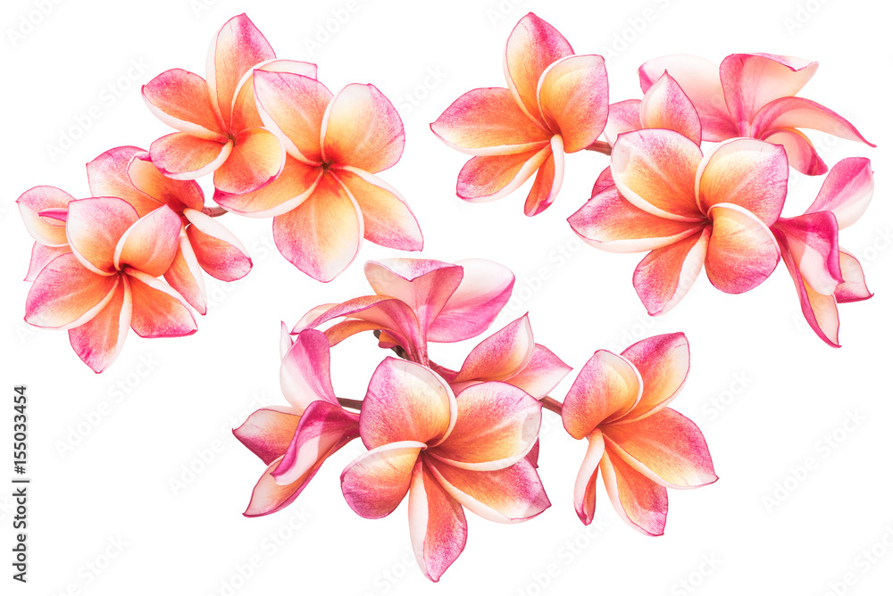Beautiful plumeria flowers or frangipani flowers isolated on white